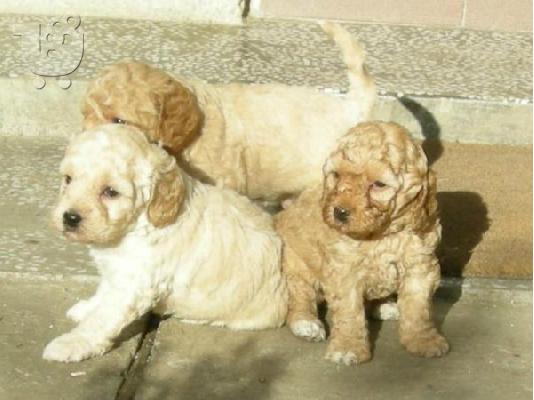 PoulaTo: Ετοιμοπαράδοτα Καθαρόαιμα Caniche